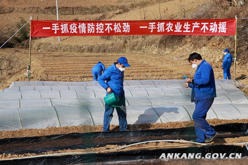 我市茶产业链全面激活 230家农业龙头企业实现复工