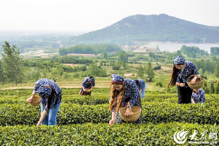新春观察丨浓茶香里品年味 诸城茶叶销售爆棚与种植新浪潮