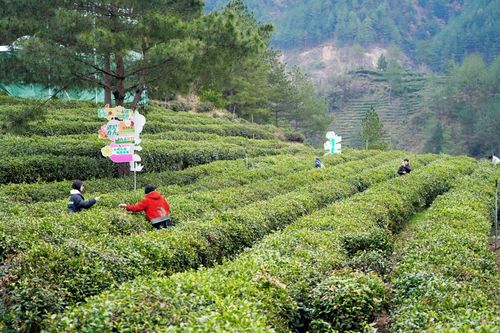 陕西镇巴 科技赋能茶产业，春茶开园促振兴