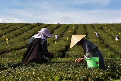 “贵州绿茶”公用品牌加速黔茶迈向品牌化发展之路——以茶种植为根基的产业升级探索