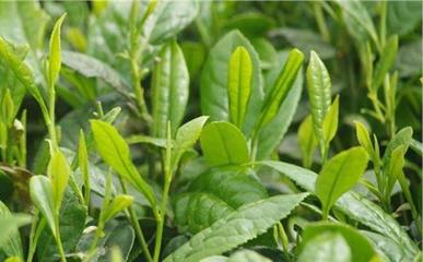 山西大叶茶 破解连南大叶茶产业转型难题的路径探索