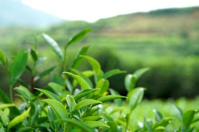 绿色茶山茶树种植 茶山