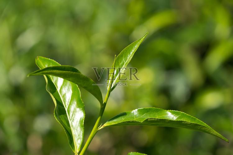 近距离的茶叶在茶树在一个种植园