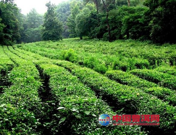 茶叶树种植技巧,注意这3个方面,做好幼苗管理_茶树
