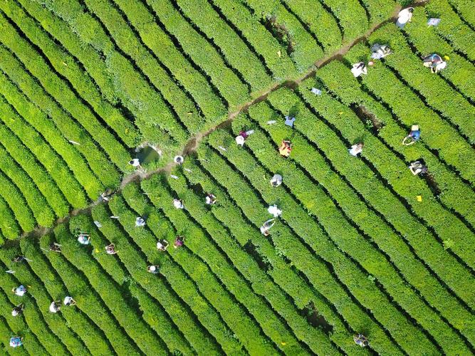 茶叶种植施肥指南:选择合适的肥料种类